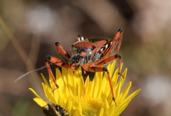 Rhynocoris