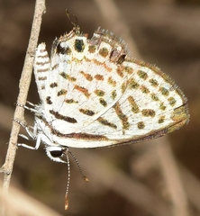 Tarucus theophrastus