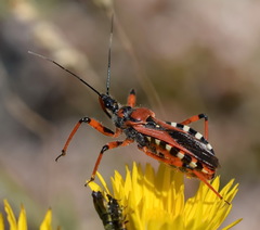 Rhynocoris