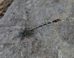 Erpetogomphus lampropeltis