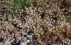 Sedum pallidum