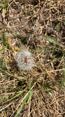 Taraxacum erythrospermum