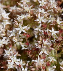 Sedum pallidum