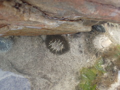 Bunodactis reynaudi