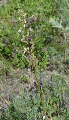 Himantoglossum caprinum