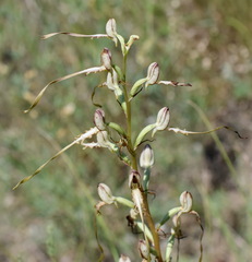 Himantoglossum caprinum