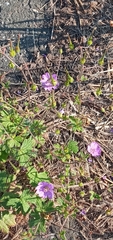 Geranium pyrenaicum