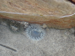 Bunodactis reynaudi