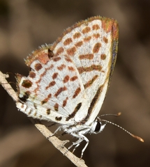 Tarucus theophrastus