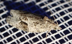 Apotomis lineana