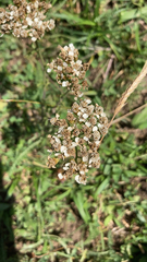 Achillea millefolium