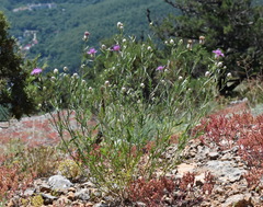 Centaurea sarandinakiae