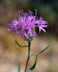 Centaurea sarandinakiae