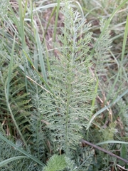 Achillea millefolium