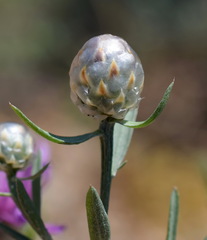Centaurea sarandinakiae