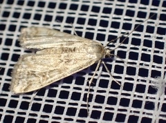Cataclysta lemnata