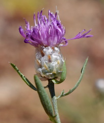 Centaurea sarandinakiae