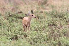 Raphicerus campestris campestris