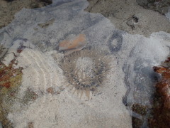 Bunodactis reynaudi