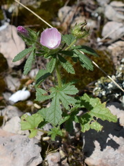 Malva setigera