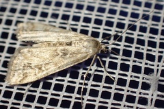 Cataclysta lemnata