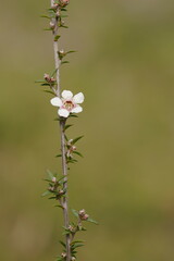 Leptospermum continentale