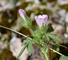 Malva setigera