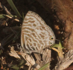 Leptotes