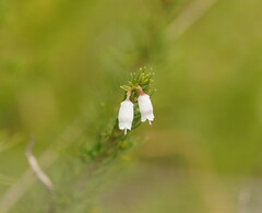 Erica lusitanica