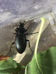 Carabus violaceus