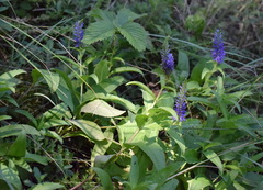 Veronica steppacea