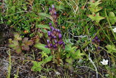 Gentianella auriculata