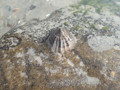 Bunodactis reynaudi