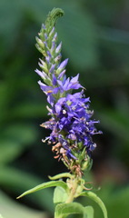 Veronica steppacea