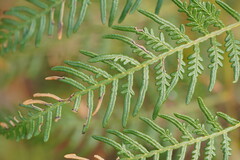 Pteridium esculentum