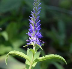 Veronica steppacea