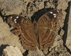 Junonia natalica