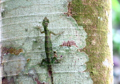 Draco quinquefasciatus