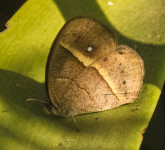 Brakefieldia perspicua