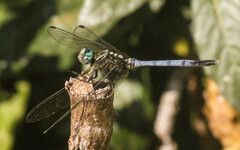 Orthetrum