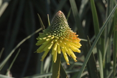 Kniphofia uvaria