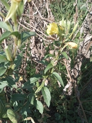 Oenothera