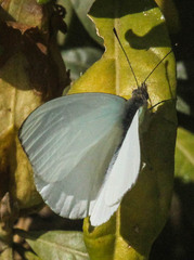 Dixeia charina
