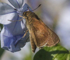 Torbenlarsenia gemella