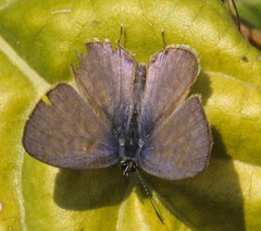 Cacyreus lingeus