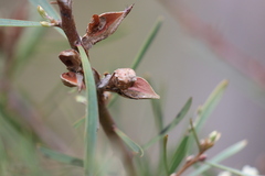 Hakea carinata