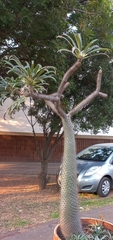 Pachypodium lamerei