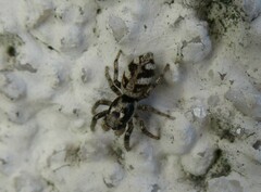 Salticus scenicus