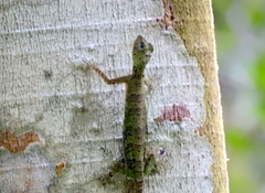 Draco quinquefasciatus