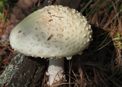 Amanita